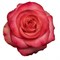 Роза-Rosa-Amira-50cm-JR 9da3236f-5813-11f1-0a80-0d6a006098d9