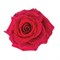 Роза-Rosa-Exotix Berry-60cm-JR 9da70fe8-5813-11f1-0a80-0d6a006098dc