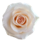 Роза-Rosa-Fancy Dreams-50cm-JR 9daad3ac-5813-11f1-0a80-0d6a006098df