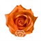 Роза-Rosa-Joy-50cm-JR 9db18857-5813-11f1-0a80-0d6a006098e5