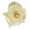 Роза-Rosa-Lavinia-60cm-JR 9db5a9c4-5813-11f1-0a80-0d6a006098e8
