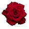 Роза-Rosa-Mamma Mia-60cm-JR 9db960fa-5813-11f1-0a80-0d6a006098eb