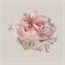 Роза-Rosa-Powder Puff-60cm-JR 9dbc976b-5813-11f1-0a80-0d6a006098ee