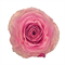 Роза-Rosa-Sweet Spot-60cm-JR 9dc6ebf1-5813-11f1-0a80-0d6a006098f5