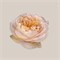 Роза-Rosa-Tie Dye-50cm-JR 9dca8c08-5813-11f1-0a80-0d6a006098f8