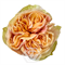 Роза-Rosa-Tip Top-50cm-JR 9dce6625-5813-11f1-0a80-0d6a006098fb