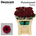 Хризантема одн-Chrysant Gr-Parker-70cm-75gr 19f9444f-bfa6-11ec-0a80-0b4c00087ee3