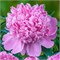 Пион-Peony-Mons Julie Elie-55cm-ST f1305685-59de-11f1-0a80-1ae50024a242