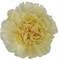 Гвоздика SE-Dianthus SE-Polimnia-FC 96503f35-5abc-11f1-0a80-108f00347580