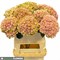 Гортензия-Hydrangea-M Mag Revolu Rz-80cm 3c8f1398-bfa4-11ec-0a80-0b4c0006c106
