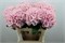 Гортензия-Hydrangea-M Ch Verena-80cm 420e202b-2968-11ef-0a80-119b00206e1d