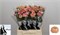 Ранункулус-Ranunculus-Su Tuareg-45cm-47gr 654ad99e-5b53-11f1-0a80-0cb600018141