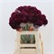 Скабиоза-Scabiosa-Berry Bliss-60cm 654ec176-5b53-11f1-0a80-0cb600018144