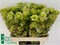 Кампанула-Campanula-M Evergr Pi Blu-70cm 6580b2bb-5b53-11f1-0a80-0cb600018147