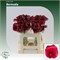 Калла-Zantedechia-Capt Bermuda-55cm 65a8df19-5b53-11f1-0a80-0cb600018156