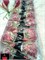Глориоза-Gloriosa-Rothschild-20cm 65c6a82d-5b53-11f1-0a80-0cb60001815c