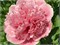 Пион-Paeonia-Etched Salmon-55cm 6648b3ea-5b53-11f1-0a80-0cb600018168
