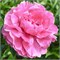 Пион-Paeonia-Dr A Fleming-60cm 66526e30-5b53-11f1-0a80-0cb60001816b