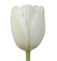 Тюльпан-Tulip-En Royal Virgin-33cm--32gr 021d7f2f-3750-11ed-0a80-0cf900250c3f