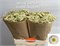 Матрикария-Tanacetum-Pa Saphira-65cm-750gr fccc6e90-464b-11f1-0a80-1135000dbb6f