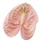 Антуриум (Anthurium) A Cheers 6b01b955-5d36-11f1-0a80-159600264158
