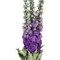 Дельфиниум-Delphinium-Purple Heart Blooming 100см b547c94b-5d37-11f1-0a80-0caf0024ea30