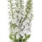 Дельфиниум-Delphinium-Dewi White Impressive Big Flowers 100см c9f2ed29-5d37-11f1-0a80-16ae0026c4de