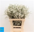 Гениста-Genista-Ov Wit Bs--65cm-150gr 1a38e9c1-bfa4-11ec-0a80-0b4c0006a0ba
