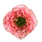 Роза-Rosa-Mandarin X-Pression-50cm-IS 03440aad-5d9c-11f1-0a80-08e1002f6cc8