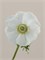 Анемон-Anemone-Mistral Bianco-50cm-RA 0a04e8b4-5d9a-11f1-0a80-16b0007d05b9