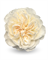 Роза-Rosa-Vicky Gardens-60cm-RA 0a08eafe-5d9a-11f1-0a80-16b0007d05bc