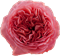 Роза-Rosa-Candy X-pression-70cm-RA 0a0cc1d8-5d9a-11f1-0a80-16b0007d05c0