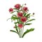 Ранункулус-Ranunculus-Moderna Vega-50cm-RA 0a1f9602-5d9a-11f1-0a80-16b0007d05c4