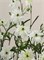 Ранункулус-Ranunculus-Moderna Galaxy-40cm-RA 0a237ca0-5d9a-11f1-0a80-16b0007d05c7