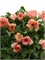 Ранункулус-Ranunculus-Moderna Carezza-50cm-RA 0a2c2169-5d9a-11f1-0a80-16b0007d05cd