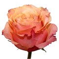 Роза-Rosa-Carpediem-50cm-IS 1a4caef0-2e84-11ef-0a80-0ca8000265da