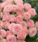 РОЗЫ Бритни 60 см (Россия) 22be1af6-5de1-11f1-0a80-1eec000074e9