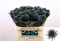 Эрингиум-Eryngium-Magnetar Qstar--70cm 3cfe9c15-0e8c-11ee-0a80-13ea004859ba