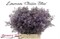 Лимониум-Limonium-Saf Classic Blue-70cm-35gr 7b93f862-1605-11ef-0a80-0f770012f934
