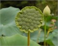 Лотос-Nelumbo-Nucifera-65cm 1a54baa3-bfa5-11ec-0a80-0b4c00079918
