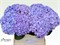 Гортензия-Hydrangea-M Beau Luxor Bl-80cm 3bc5952c-bfa4-11ec-0a80-0b4c0006c001