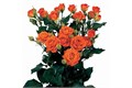 Роза куст-Rosa tr-Orange Halo-60 cm 1a579b02-f0b4-11ed-0a80-0b4b000d023b