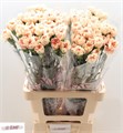 Гвоздика ст-Dianthus st-Apple Tea-70cm 0223b8ca-bfa4-11ec-0a80-0b4c00068b7f