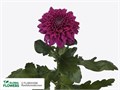 Хризантема одн-Chrysant Gr-Pip Purple-70cm-85gr 1a81730b-bfa6-11ec-0a80-0b4c00087f57