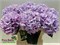 Гортензия-Hydrangea-M Royal Benefit-80cm 18c6f245-54e6-11ef-0a80-156d000e7dbc