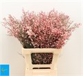 Гениста-Genista-Klb Bs H%- Roze-65cm-150gr 1a8a7e00-bfa4-11ec-0a80-0b4c0006a121