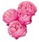 Роза куст-Rosa sp-Silva Pink-50cm-CN 08e93725-702a-11ef-0a80-111b001005bb
