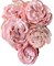 Роза куст-Rosa sp-Madame Bombastic-50cm-CN 18f3a9b4-c58f-11ee-0a80-01ba002223b2