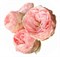 Роза куст-Rosa sp-Mansfield Park-50cm-CN 27e7f61e-75cc-11ef-0a80-177b0030fde1