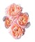 Роза куст-Rosa sp-Julietta Light-60cm-CN 578413a5-f04b-11ef-0a80-1179000cf2e2